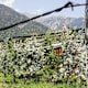 Apfelweg von Dorf Tirol